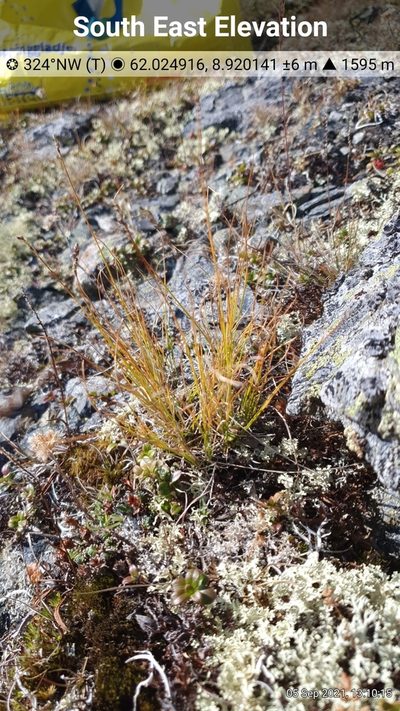 Carex myosuroides, photographed by Michael D. Pirie