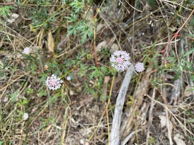 Trachymene procumbens, photographed by Greg Tasney