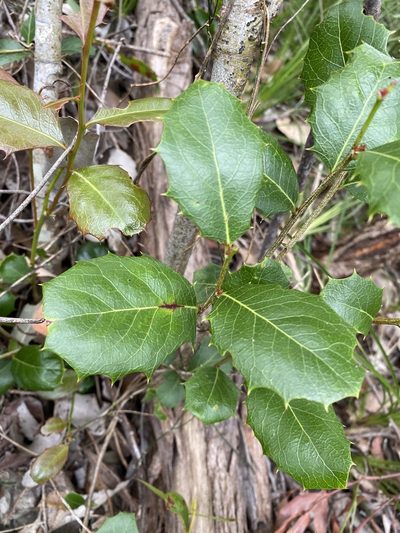 Denhamia bilocularis, photographed by Greg Tasney