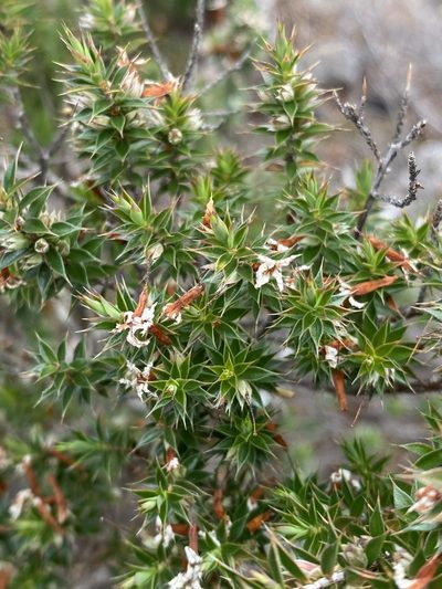 Styphelia neoanglica, photographed by Greg Tasney