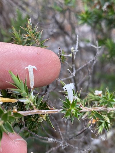 Styphelia neoanglica, photographed by Greg Tasney