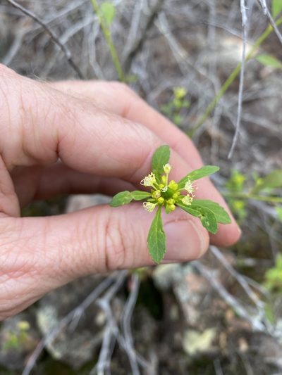 Monotaxis macrophylla, photographed by Greg Tasney
