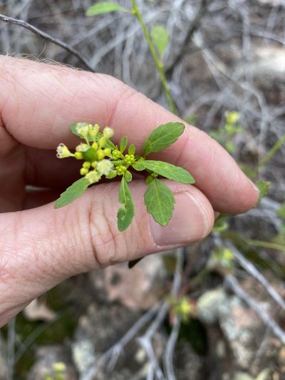 Monotaxis macrophylla, photographed by Greg Tasney