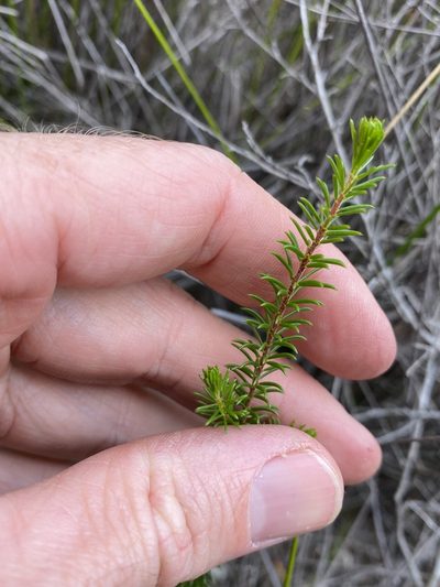 Acacia brunioides, photographed by Greg Tasney