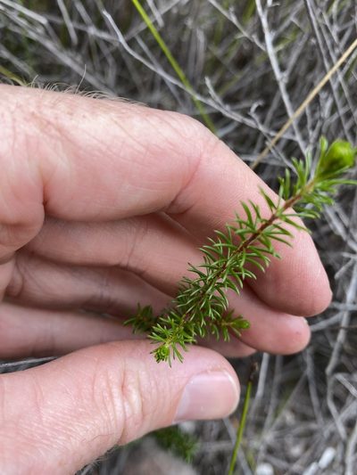 Acacia brunioides, photographed by Greg Tasney