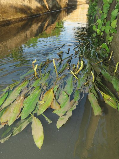 Potamogeton wrightii, photographed by chiuluan