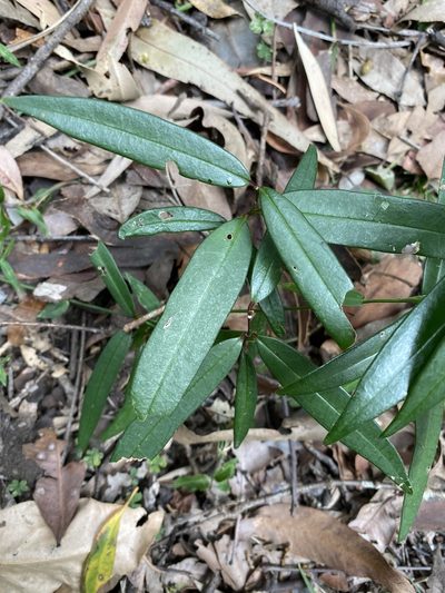 Parsonsia rotata, photographed by Greg Tasney