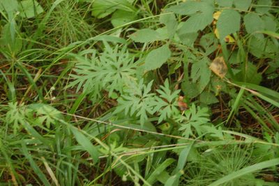 Aconitum volubile, photographed by Alexander Dubynin