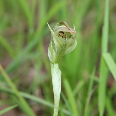 Pterostylis curta, photographed by yatesy
