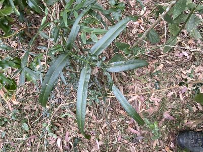 Atalaya salicifolia, photographed by Greg Tasney