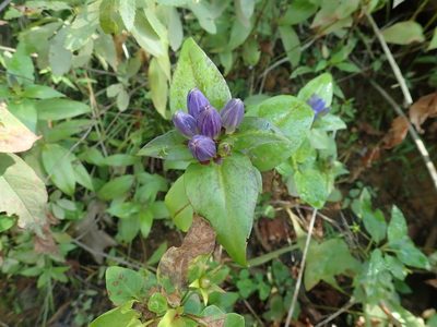 Gentiana clausa, photographed by Lynn Harper
