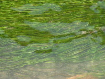 Potamogeton pusillus, photographed by chiuluan