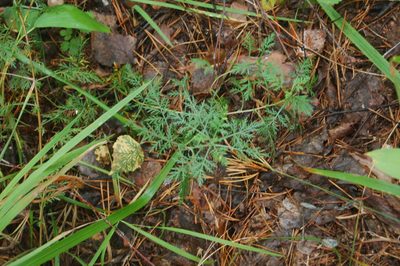 Artemisia gmelinii, photographed by Alexander Dubynin