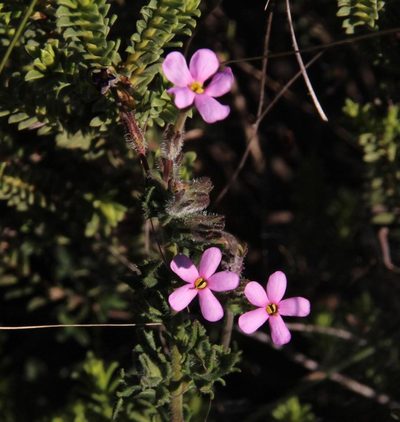 Chaenostoma aethiopicum, photographed by Tony Rebelo