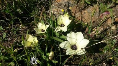 Babiana pygmaea, photographed by Jacques van der Merwe