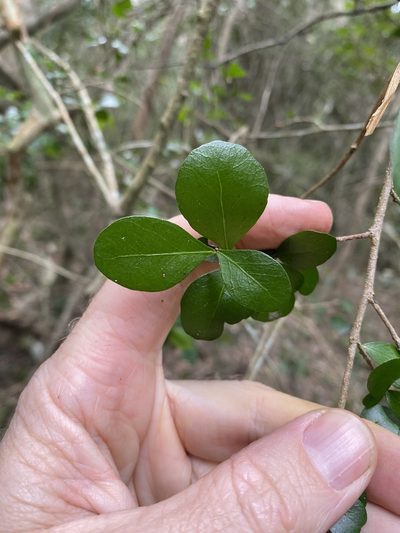 Planchonella cotinifolia, photographed by Greg Tasney