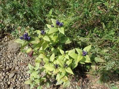 Gentiana clausa, photographed by Lynn Harper
