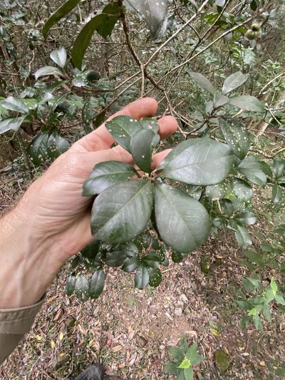 Acronychia pauciflora, photographed by Greg Tasney