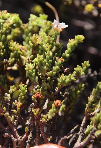 Diosma passerinoides, photographed by Tony Rebelo