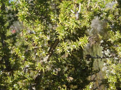 Aspalathus aciphylla, photographed by Nicola van Berkel