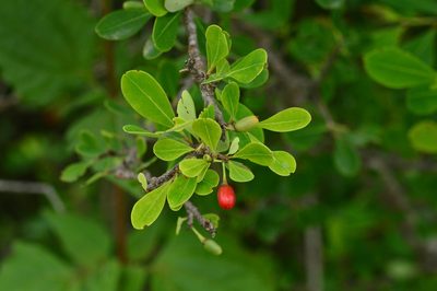 Erythroxylum monogynum, photographed by Karthik Thrikkadeeri