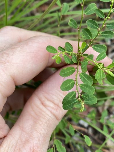 Phyllanthus gunnii, photographed by Greg Tasney