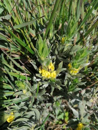 Xiphotheca lanceolata, photographed by Paul Emms