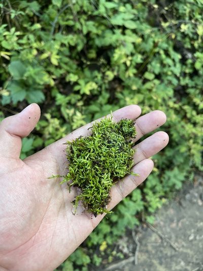 Entodon cladorrhizans, photographed by Brandon Corder