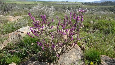 Muraltia macropetala, photographed by Paul Emms