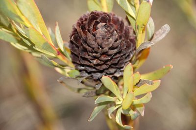 Leucadendron chamelaea, photographed by Tony Rebelo