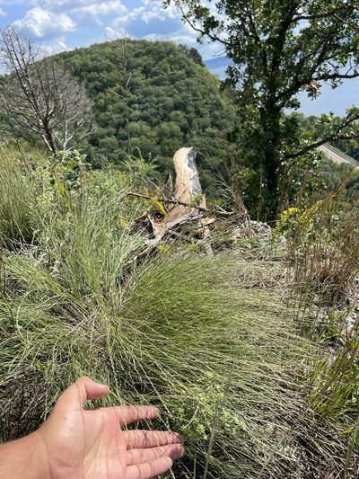 Muhlenbergia cuspidata, photographed by Brandon Corder