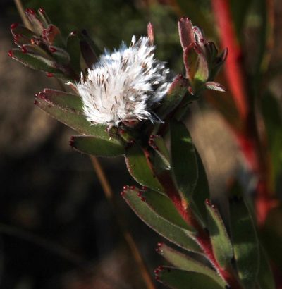 Diastella parilis, photographed by Tony Rebelo