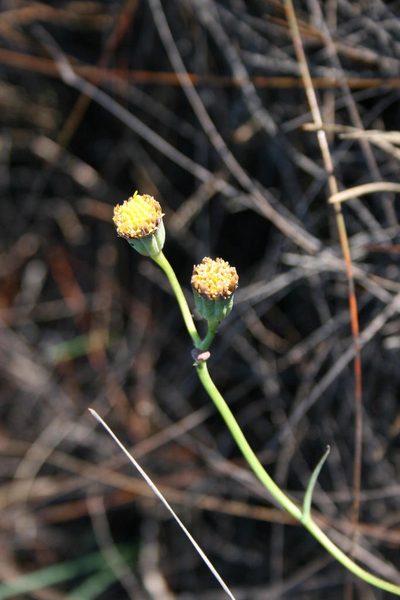 Othonna linearifolia, photographed by Jacques van der Merwe