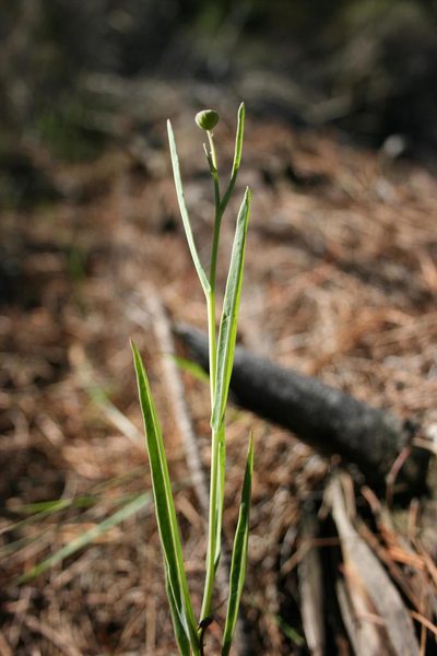 Othonna linearifolia, photographed by Jacques van der Merwe