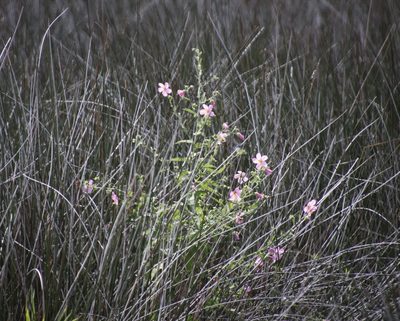 Kosteletzkya pentacarpos, photographed by Kathy Richardson