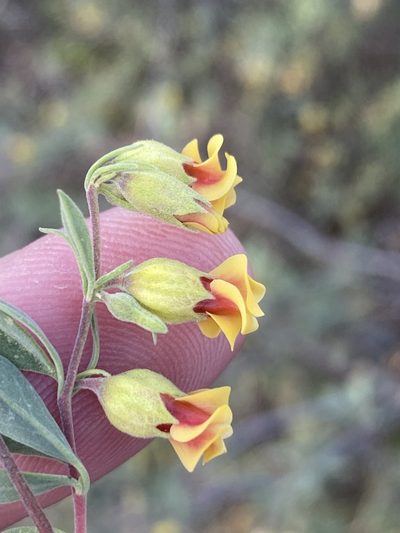 Hermannia gracilis, photographed by Dave U