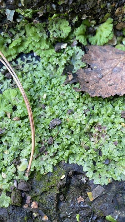 Riccia rhenana, photographed by Павлик Лисицын