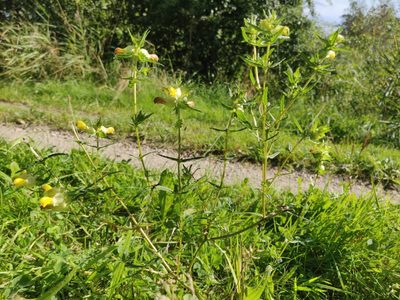 Rhinanthus major, photographed by Morten Rosenvold Villadsen