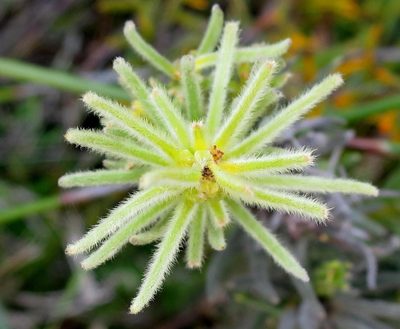 Phylica velutina, photographed by Di Turner