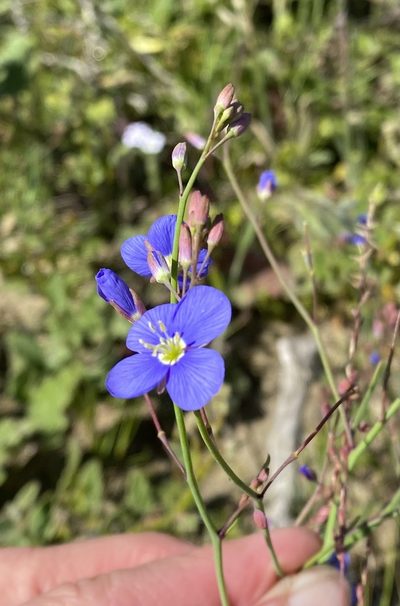 Heliophila arenosa, photographed by Cecile Roux