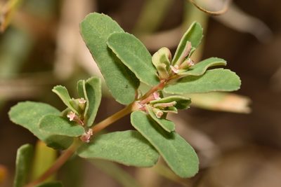 Euphorbia glyptosperma, photographed by Luke Padon