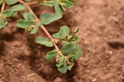 Euphorbia glyptosperma, photographed by Luke Padon