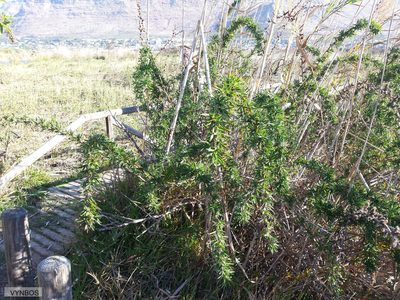 Cliffortia longifolia, photographed by Chris Vynbos