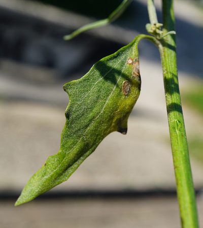 Atriplex oblongifolia, photographed by Patrick Hacker