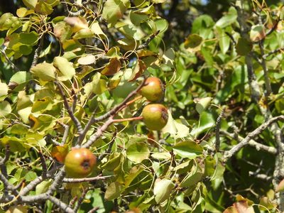 Pyrus bourgaeana, photographed by Duarte Frade