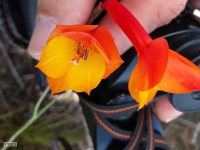Gladiolus merianellus, photographed by Chris Vynbos