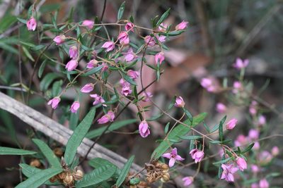 Boronia ledifolia, photographed by tobyyy