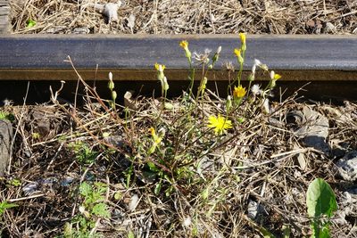 Crepis foetida, photographed by Patrick Hacker