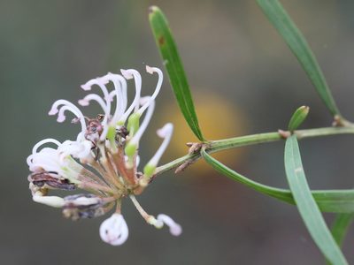 Grevillea linearifolia, photographed by tobyyy