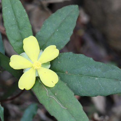 Hibbertia dentata, photographed by tobyyy